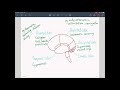 Brain Functions and Structures