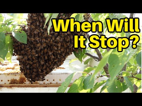 Beekeeping: How To Get A Swarm From A Tree