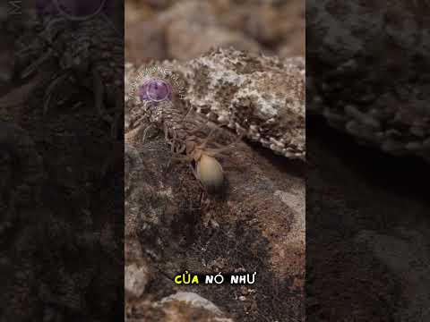 Con rắn có đuôi hình nhện – cái bẫy hoàn hảo của tự nhiên 🐍🕷️