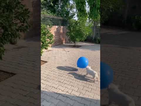 The clever dog demonstrated his magic skills again today 🐕🧙✌️ #short #enjoy