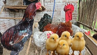 Comprei Pintainhas Embrapa 051 - Preço, Planos e mais...