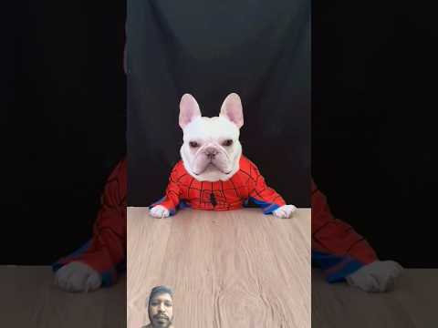 #comedy #funny #dog #pets #animals #prankvideo