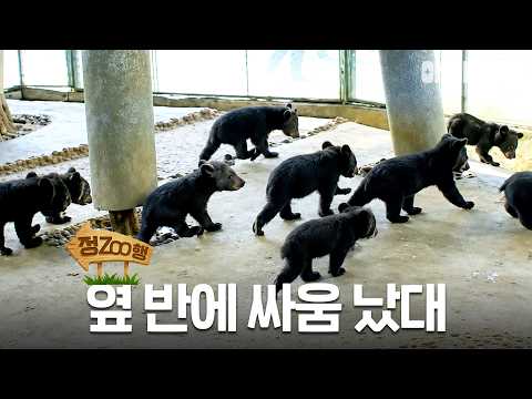 | EP.41 #<strong>동물농장</strong> #animalfarm