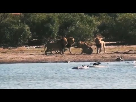 lions attacking the young male lion over dominance in territory video