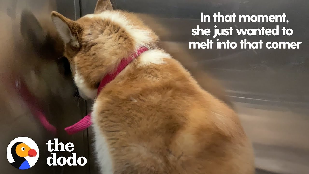Dog Who Wanted To Hide From The World Learns To Let Love In