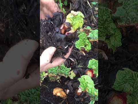 ¿Quieres multiplicar tu ruibarbo de forma rápida y segura? - multiply your rhubarb