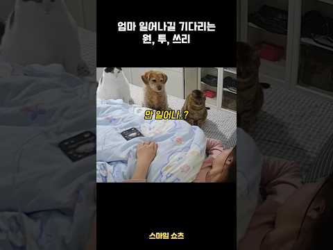 엄마 일어나기를 기다리는 ..