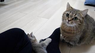 Cute mom cat who gets jealous of her kitten for being so affectionate with its owner…