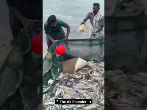 திருக்கை மற்றும் முள்ளு பேத்தை வீசுகிறோம் Throwing Starfish and Spiny Pufferfish Back into the Sea