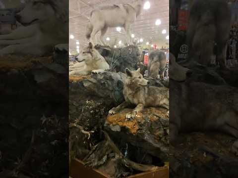 Uber￼ and DoorDash for my sister #pov #povs #store #animal #food #mall #fun #japanesefood #outdoors￼