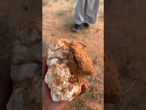 The Secret Life of Zubaidi Truffle Hunters! #interesting