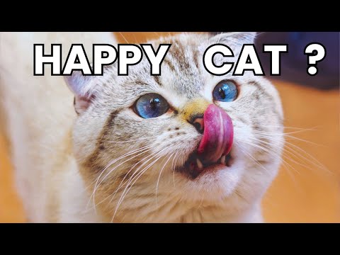 7 Signs Your Cat is VERY Happy and Healthy | How to Tell if Your Cat is Thriving 😻