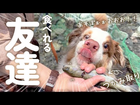 お魚大好きな愛犬をつかみ取りに連れて行ったら大喜びで大変でした😂💦【オーストラリアンシェパード・ボーダーコリー】