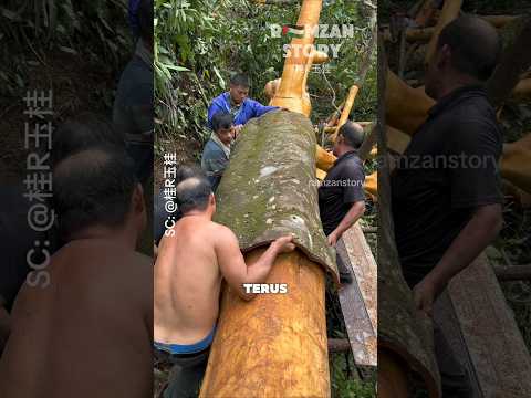 Apakah Pohon Kayu Manis Mati Setelah di Panenโ๏ธ