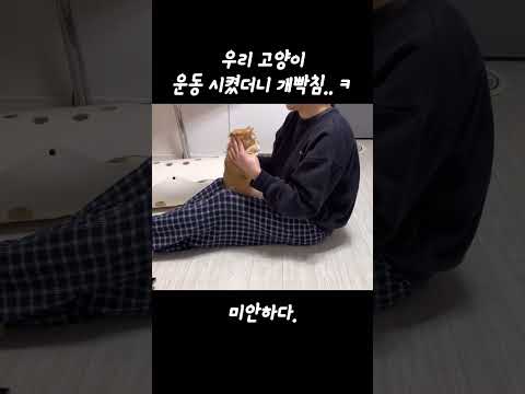 윗몸 일으키기하고 빡친 고양이 #shorts