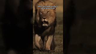 Pet LION ATTACKS owner's friend! #Shorts