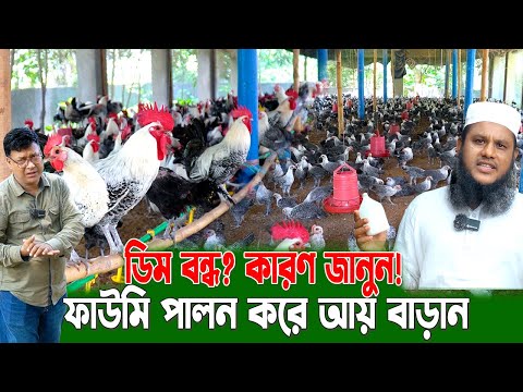 ফাউমি মুরগির পুলেট পালন করে ফুল ডিম পেতে চান? শুরু থেকে শেষ পর্যন্ত করণীয় জানুন!