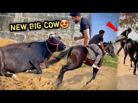 PEHELWAN FARMS Pr Chote सींग Waali Big Cow Aagyi 😍COMMANDO 🔥