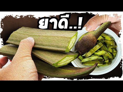 รอดมาได้..!! เพกา (ลิ้นฟ้า) ผักฟื้นบ้าน รู้สรรพคุณถึงกับร้องว๊าว  | Nava DIY