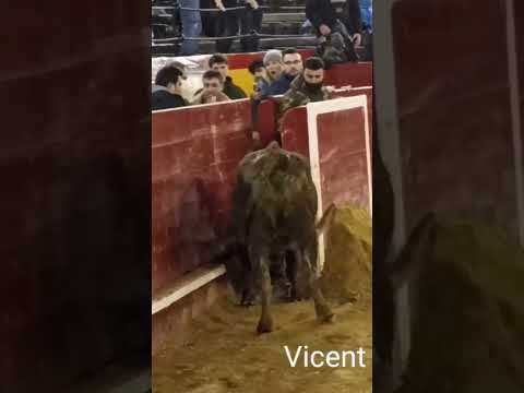 "PICARILLA" de Fernando Machancoses y "Quintanilla" en la plaza de toros de Valencia