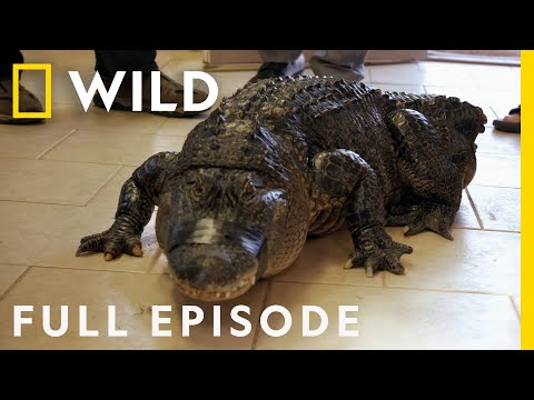 The Vet Detective and the Amputee Alligator (Full Episode) | The Wild Life of Dr. Ole