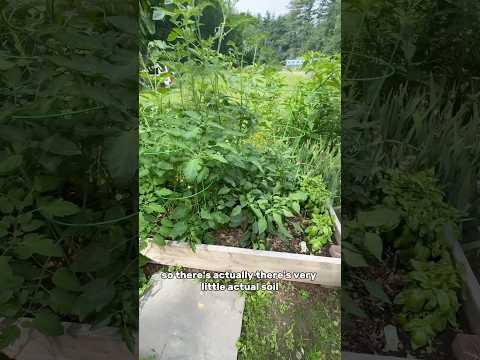 Growing garden in wood & mulch raised bed update! 