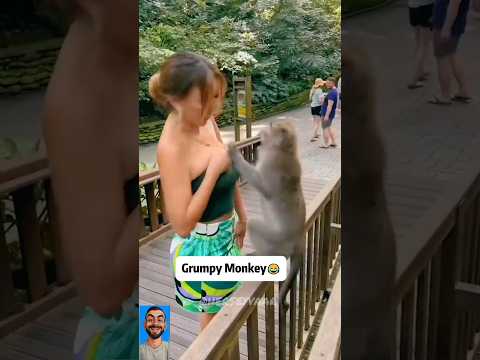 Fun moments with cute friends 😂😂 #animals #monkey #donkey #dog #camel #entdecke #keşfet