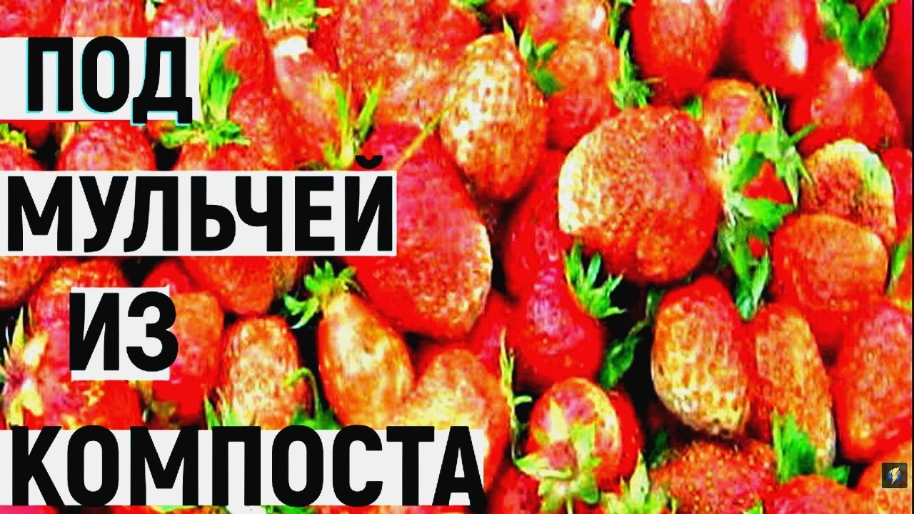 Весенняя обработка клубники для большого урожая