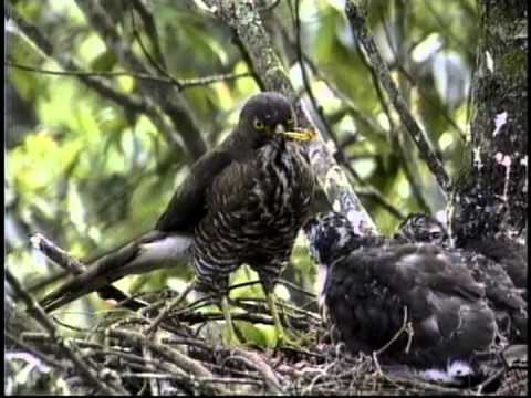 鳥類影片台灣特有的珍稀鳥類-台灣松雀鷹 - YouTube
