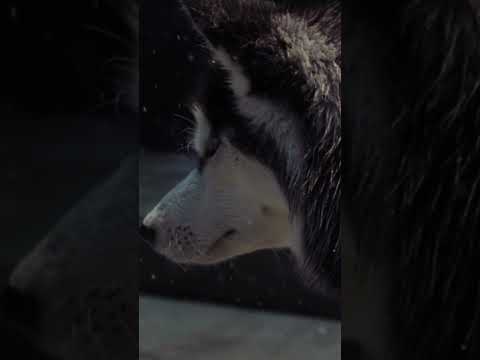 New Single「#エルダーフラワー」各ストリーミング / DLサイトにて配信中🎧#Official髭男dism#OFFICIALHIGEDANDISM