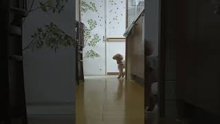 ＜保護犬 トイプードル＞金曜日のメグちゃん