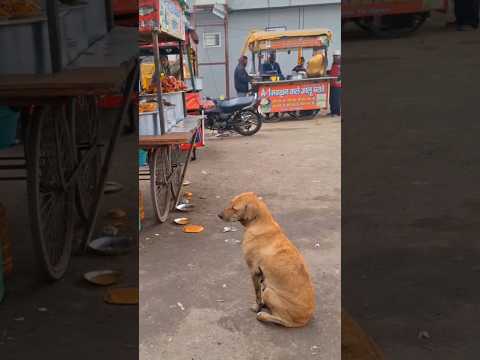 please 🙏 👉🐕 help street animal🦮 bezuban  #animals #help #poor #love #youtubeshots #viral #trending