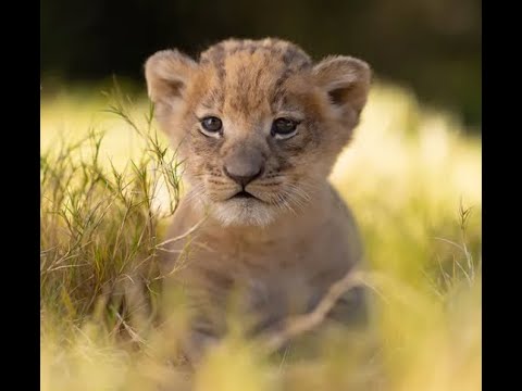 Adorable Lion Cubs First Adventure!@Intefoloshorts