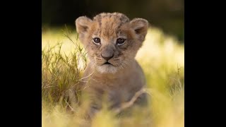 Adorable Lion Cubs First Adventure!@Intefoloshorts