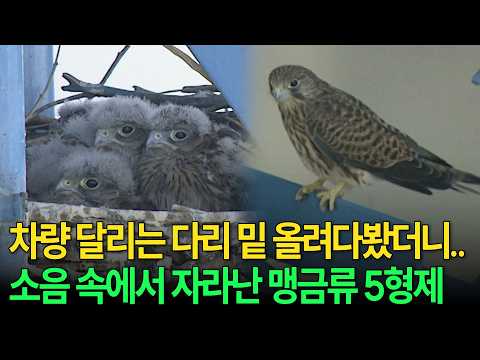 차량 질주하는 다리 철근 틈에 둥지를 튼 황조롱이 [환경스페셜 KBS 자연다큐멘터리 한강2부작 생태보고2001 미사리] / KBS 20010905 방송