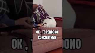 OK , TE PERDONO CONCIENTEME #gatitos #gatos #gatosbonitos #cat #gatitoshermosos #gato #cutecat