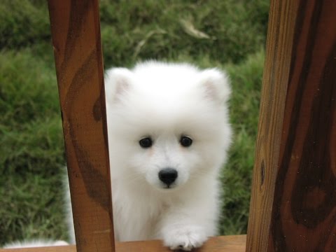 Japanese Spitz Puppy For Sale 09 21