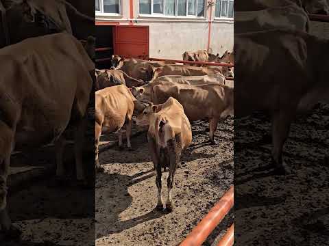Hayvanlarımda Süt Kalitesindeki Yağ Oranı Şaşırtıyor!