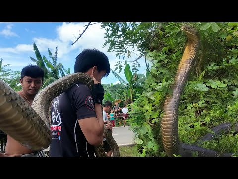 Part 2  NAHULI NA SOBRANG LAKI NG KING COBRA