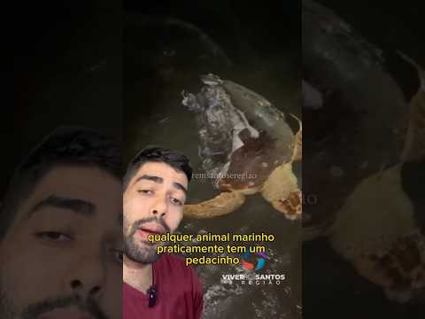 Essa tartaruga não foi morta por plástico