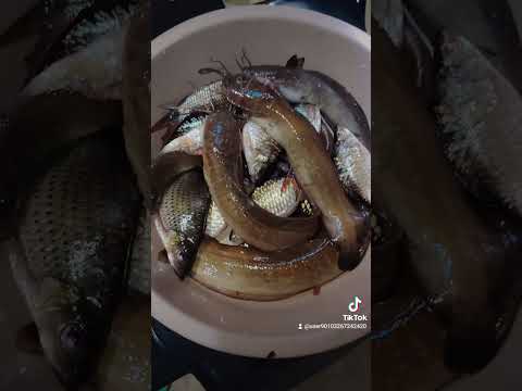 Pencari ikan air tawar