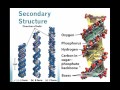DNA Structure and Function Concepts