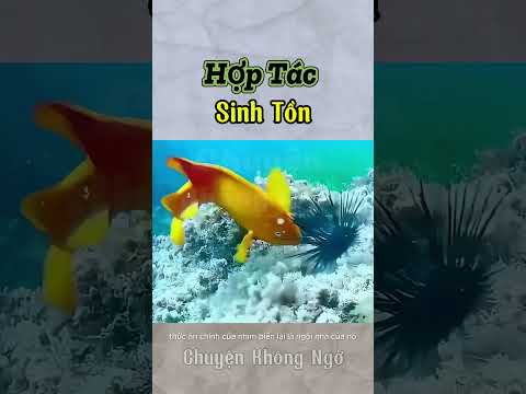 Cá dẫn người tìm nhím
