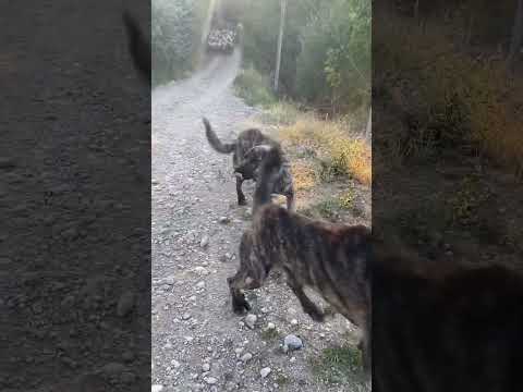 KENDİ KÖPEKLERİM BANA SALDIRDI (ÇAPARLAR) #dog #kangal #anadoluçobanköpeği #çapar #köpek#reşo