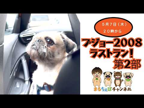【ドライブ配信】第2部。プジョー2008ラストラン!【まるちぇぽ🏠】