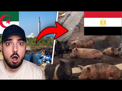 😱 مصر يأكلو لحم الخنزير 🐷