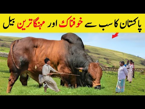 Pakistan Kay Sb Say Khofnaak Bail
