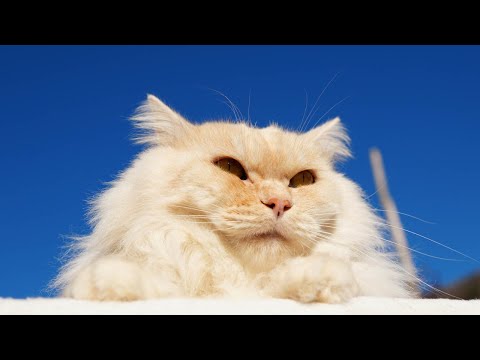 猫の動画サムネイル - あおぞらのもふもふおかお　250724