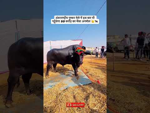 50 CRORE Buffalo SHOCKS India! 🤯 Meet 'Anmol' at Pushkar #shorts