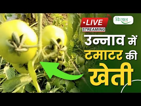 LIVE: उन्नाव में टमाटर की खेती, 8 से 10 किलोग्राम प्रति पौधा मिल रहा उत्पादन | Tomato Cultivation